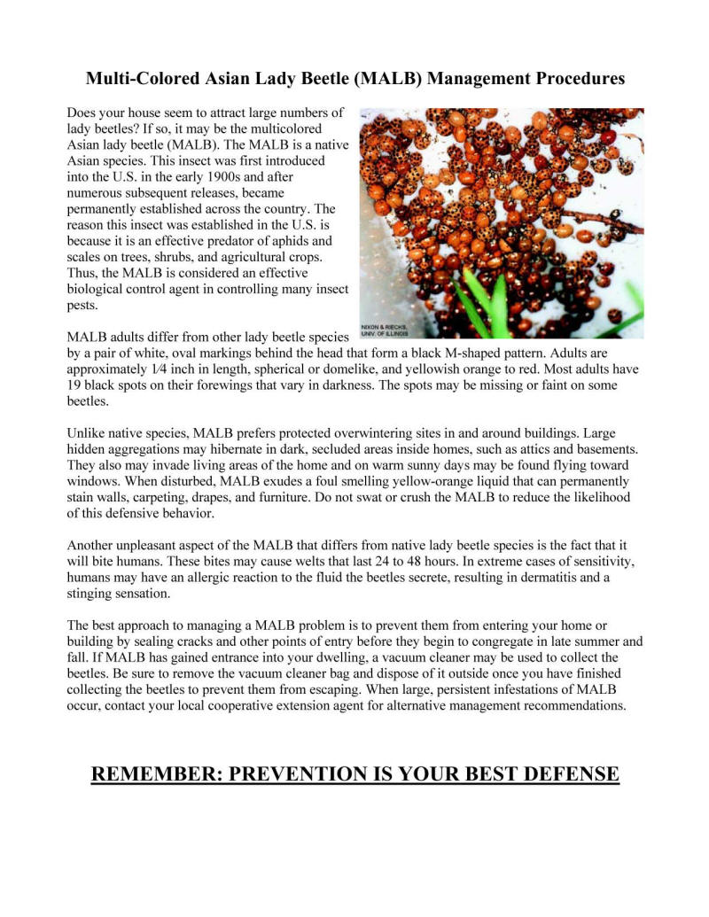 Asian Beetle Page 1