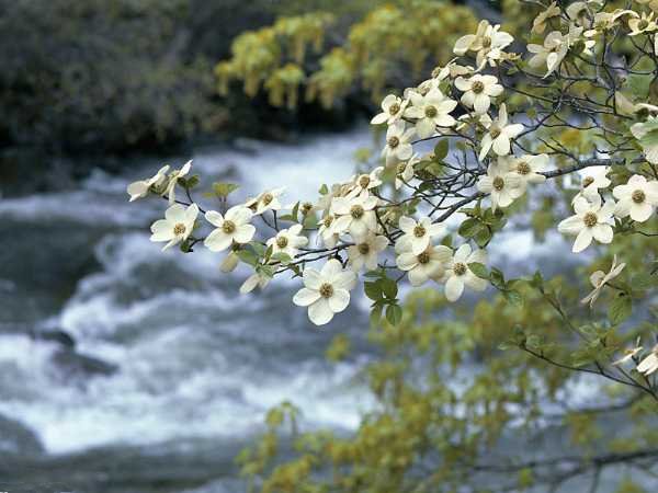 dogwood