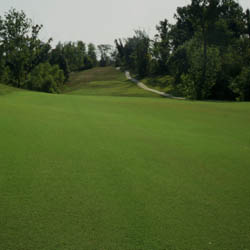 BermudaGrass