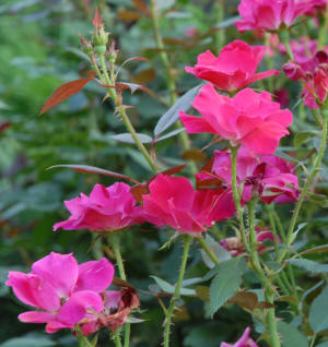 Knockout Rose