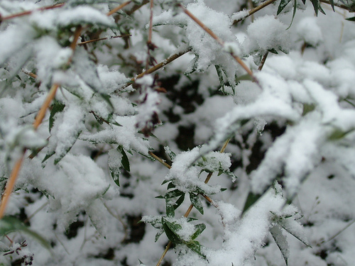 snow on plants